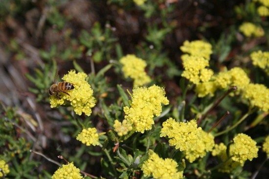 528x343 pixels (78K)